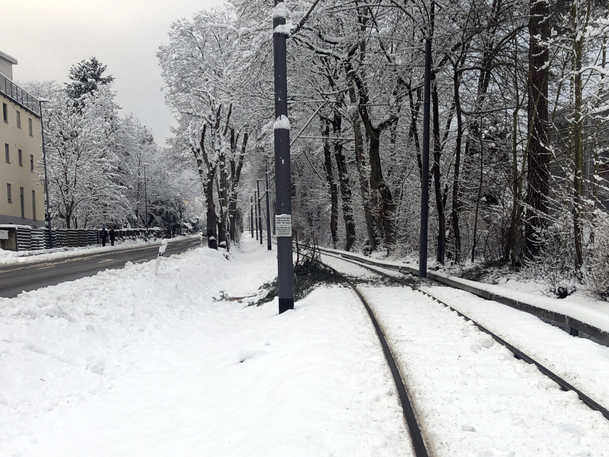 Der nasse Schnee kann eine Gefahr für die Infrastruktur werden. Dieser Ast gefährdete  nicht den Verkehr der U3.