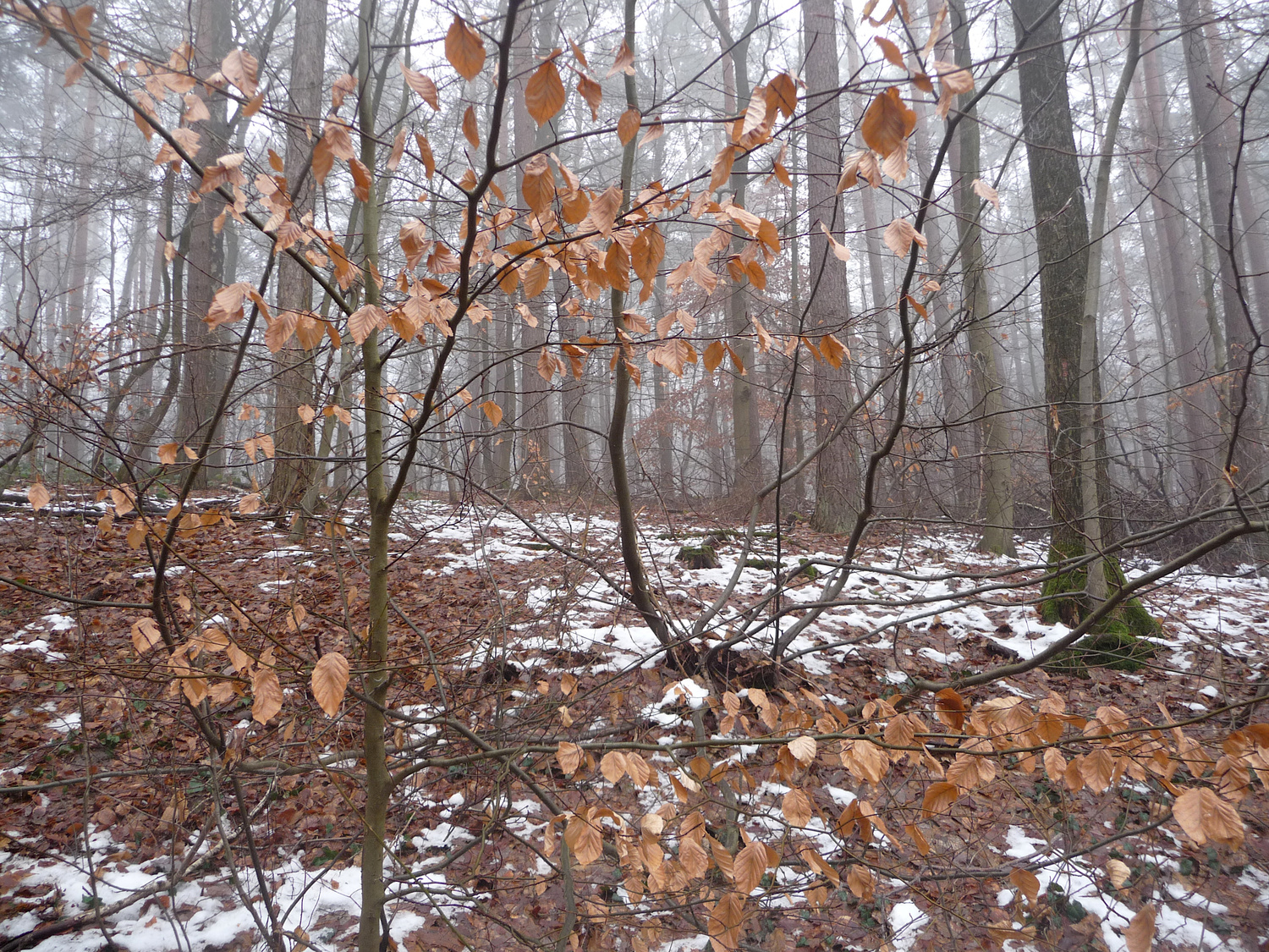 Buchenwald im Januarnebel
