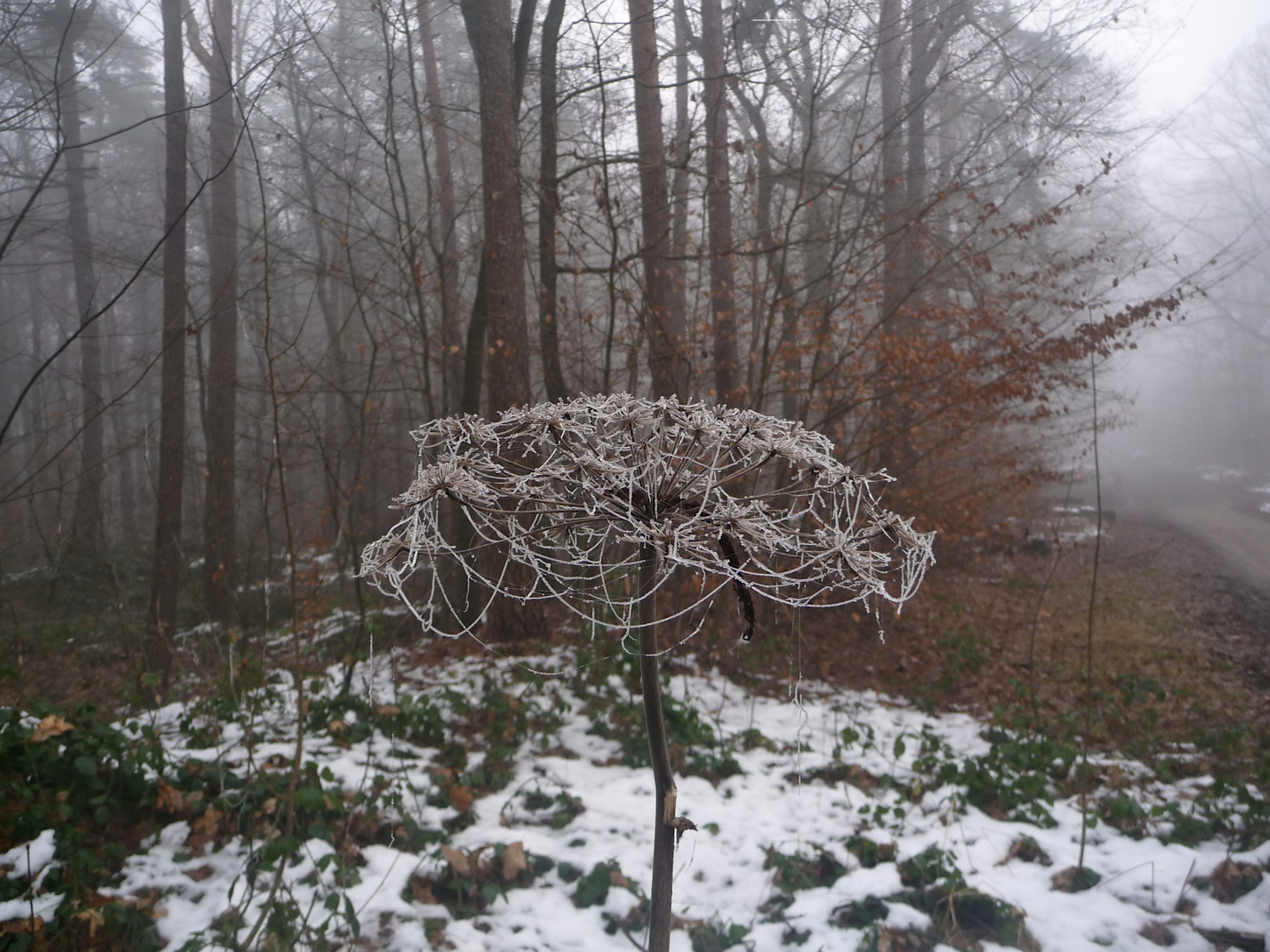 Die Blütenstände der großen Doldenblütler zieren auch den Winter.