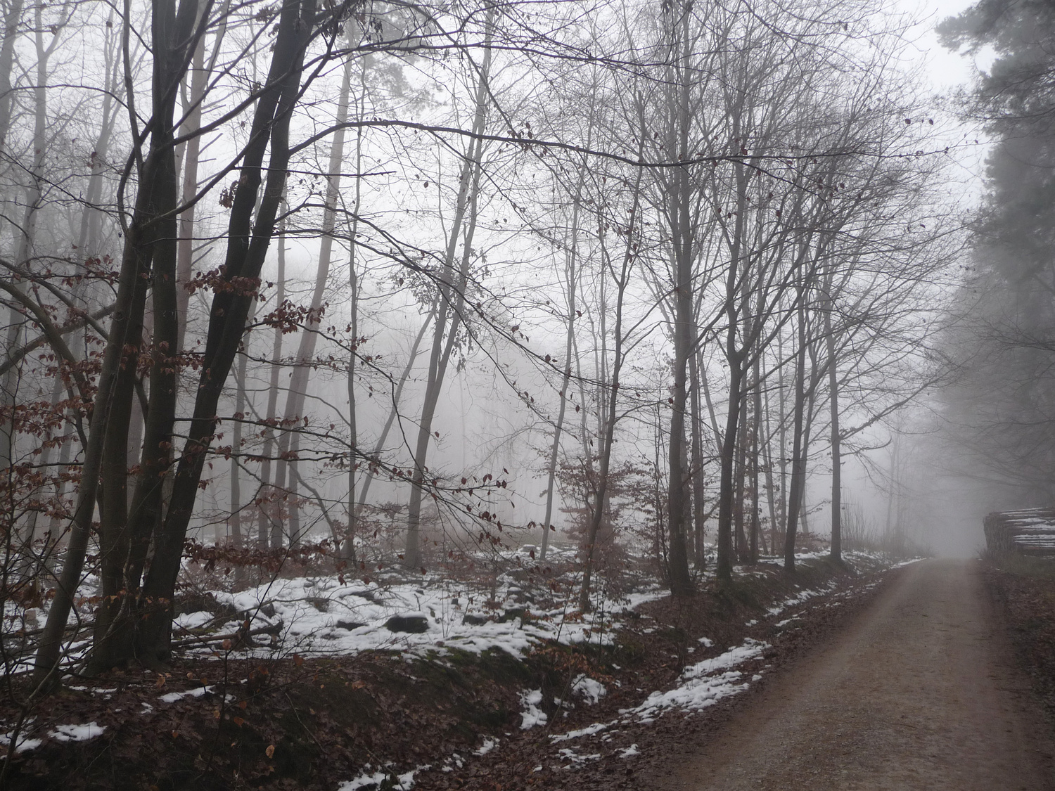 Wo vor zwei Jahren noch Fichten stand, liegt jetzt Nebel.