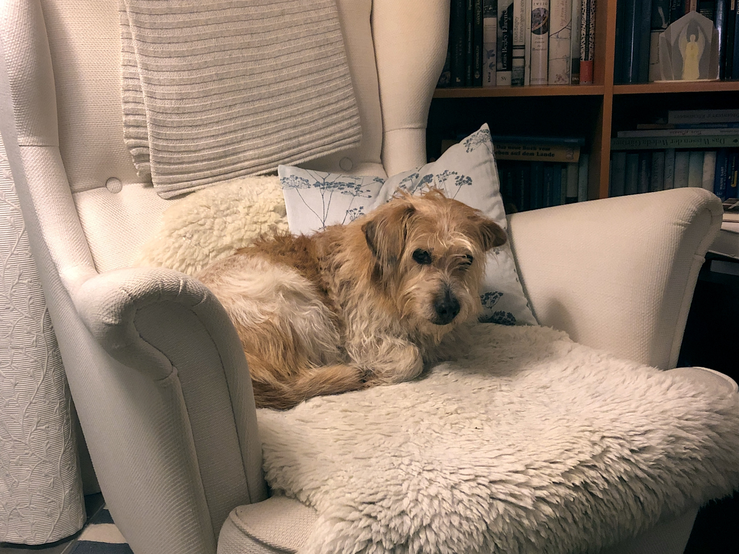 Wenn Frauchen nicht da ist, hält Oskar den Platz warm.