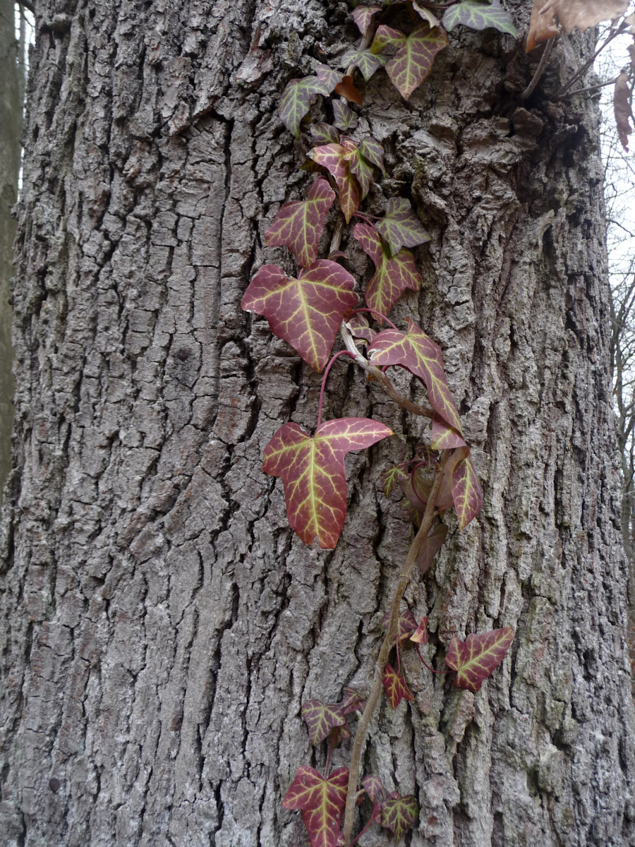 Kräftige Farben sind zu dieser Jahreszeit nur zu finden, wenn man genauer hinsieht...