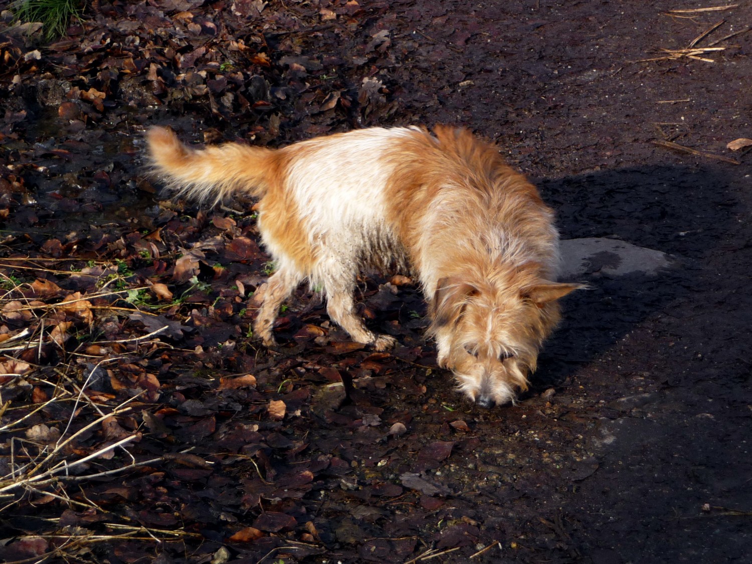 Wie der Schwarzbauch-Hund zu seinem Namen kam