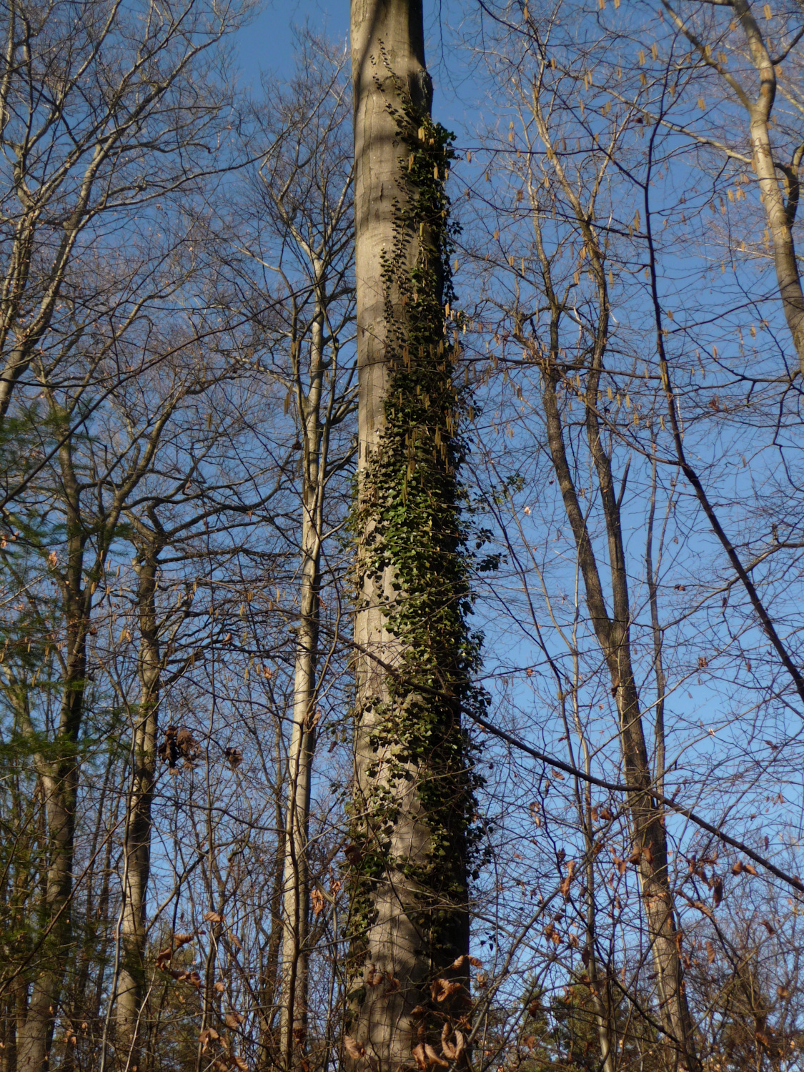 Efeu rankt den glatten Stamm einer Rotbuche, Baum des Jahres 2022, hinauf. Die Weide davor blüht bald.