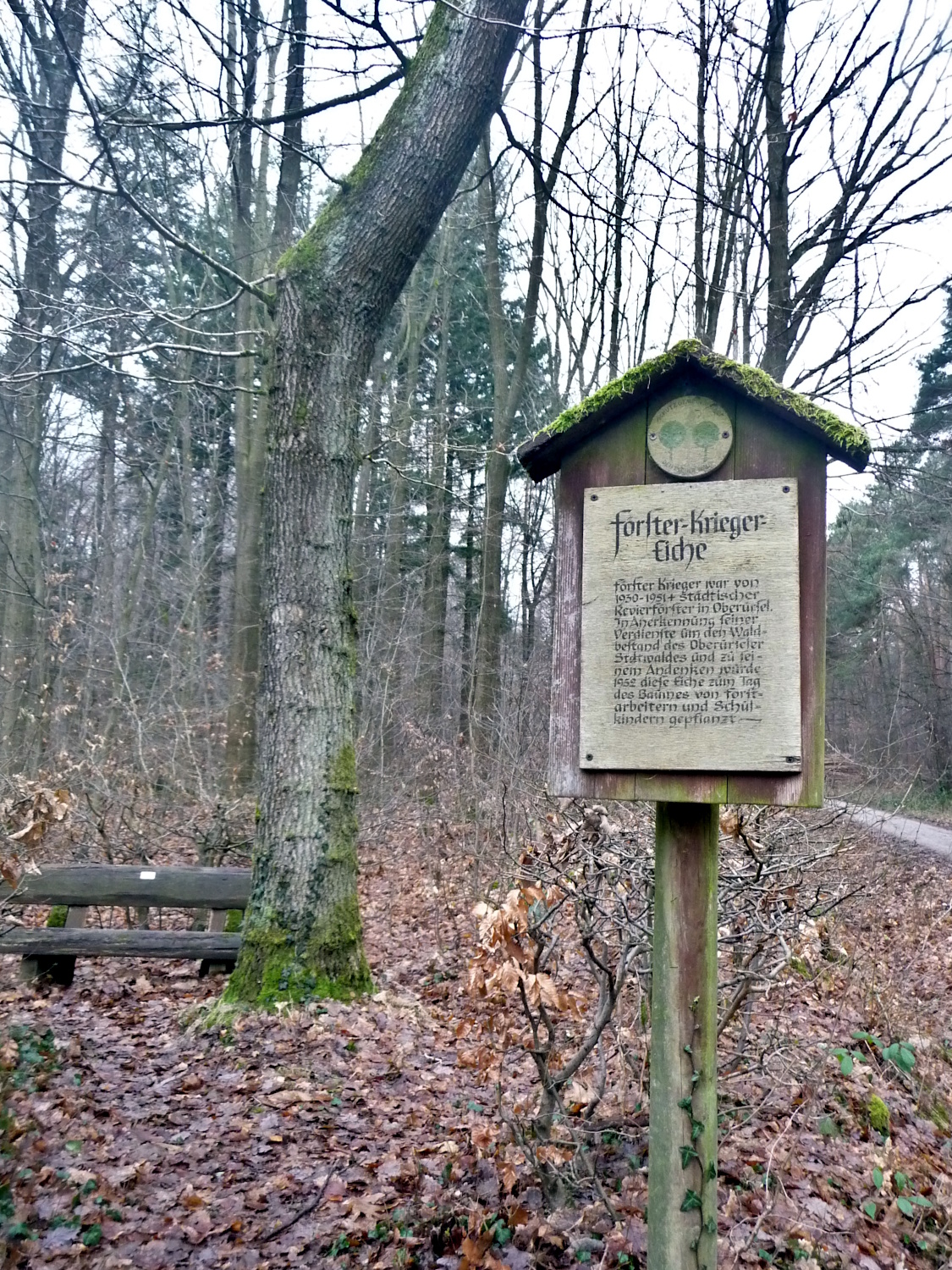 Noch nicht die beeindruckendste Eiche im Wald, soll sie an einen früheren Leitenden angestellten der Stadt Oberursel erinnern.