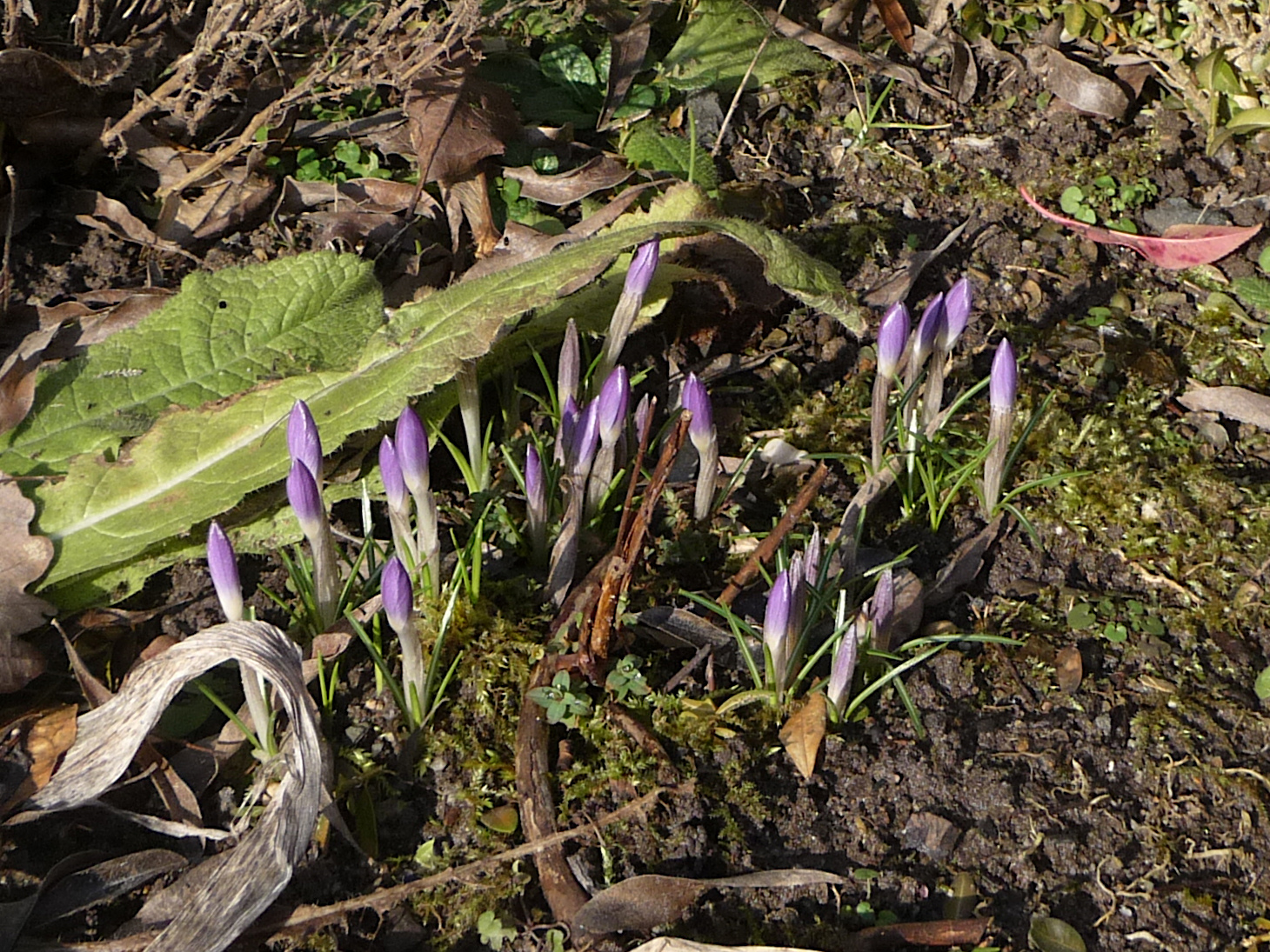Auch die Krokusse kommen, hier im Vorgarten. Hintenin der Wiese blühen die Kollegen schon seit zwei Wochen.