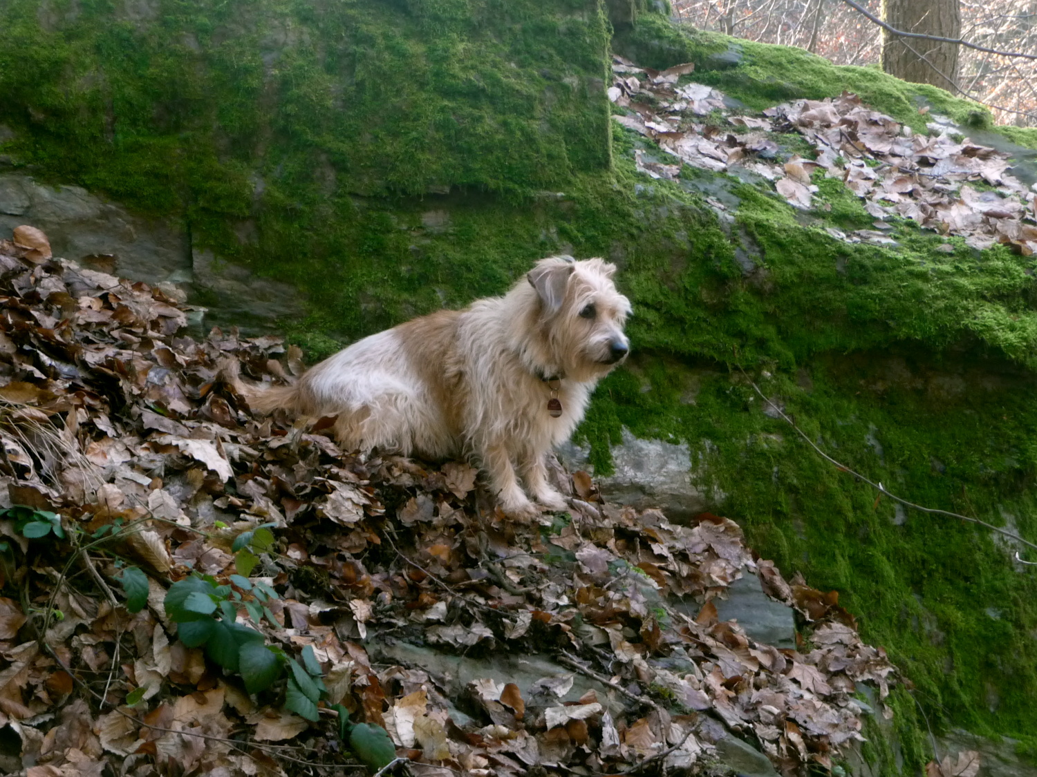 Wer klein ist, muss klettern können. Hier auf dem Hünerberg bei Kronberg