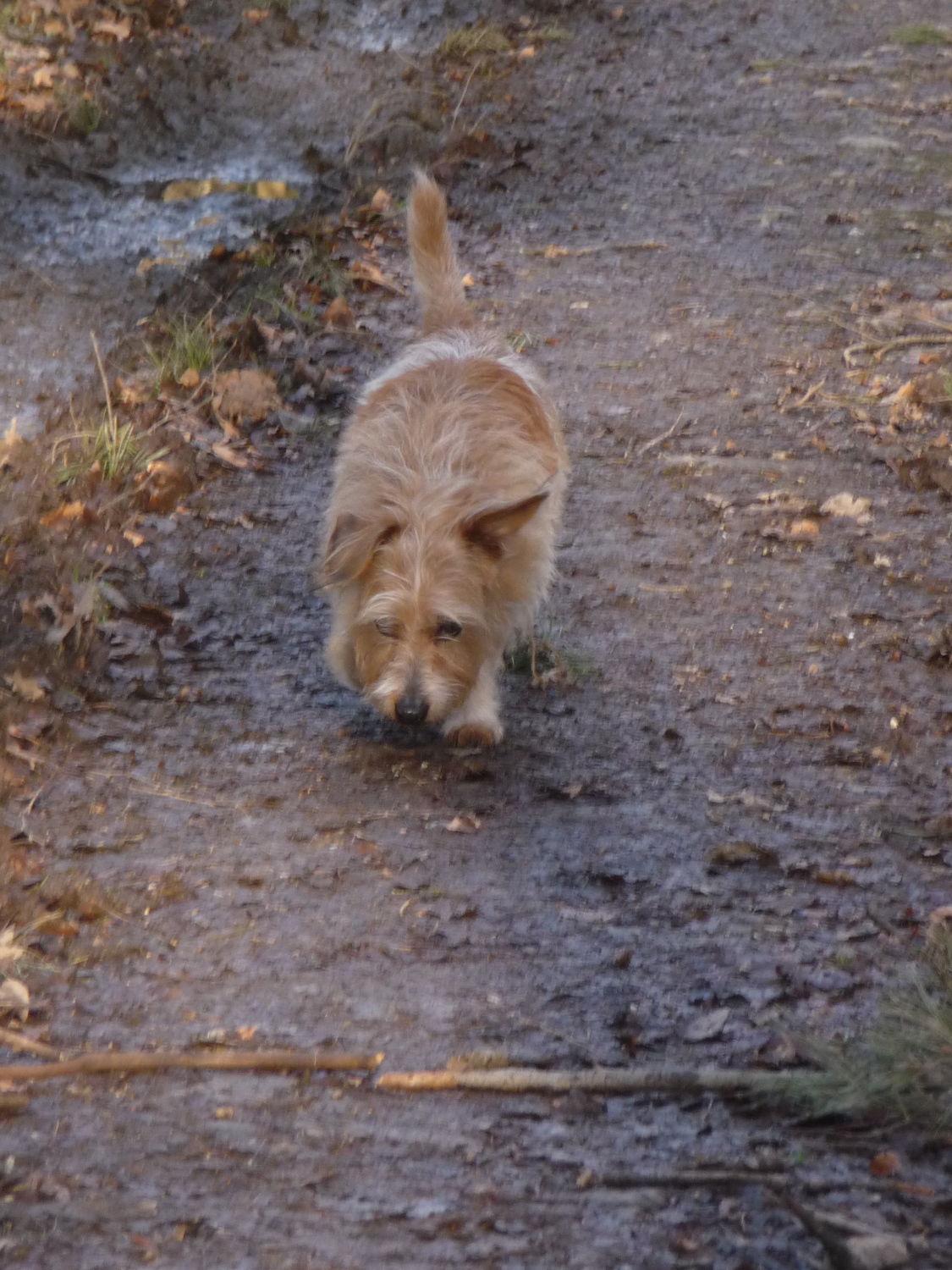 So sieht man ihn, so kennt man ihn: Oskar, mit der Nase am Boden.