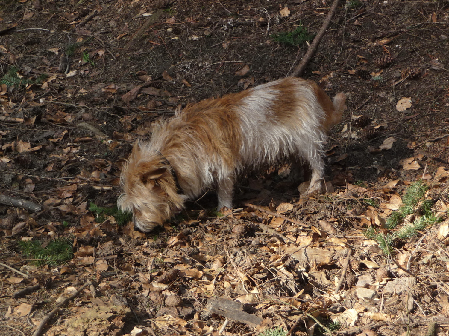 Gerade, wenn ich ihn so sehe, erinnert mich Oskar an ein wildes Tier, das seinen Lebensunterhalt aus der Laubstreu des Waldes bezieht.