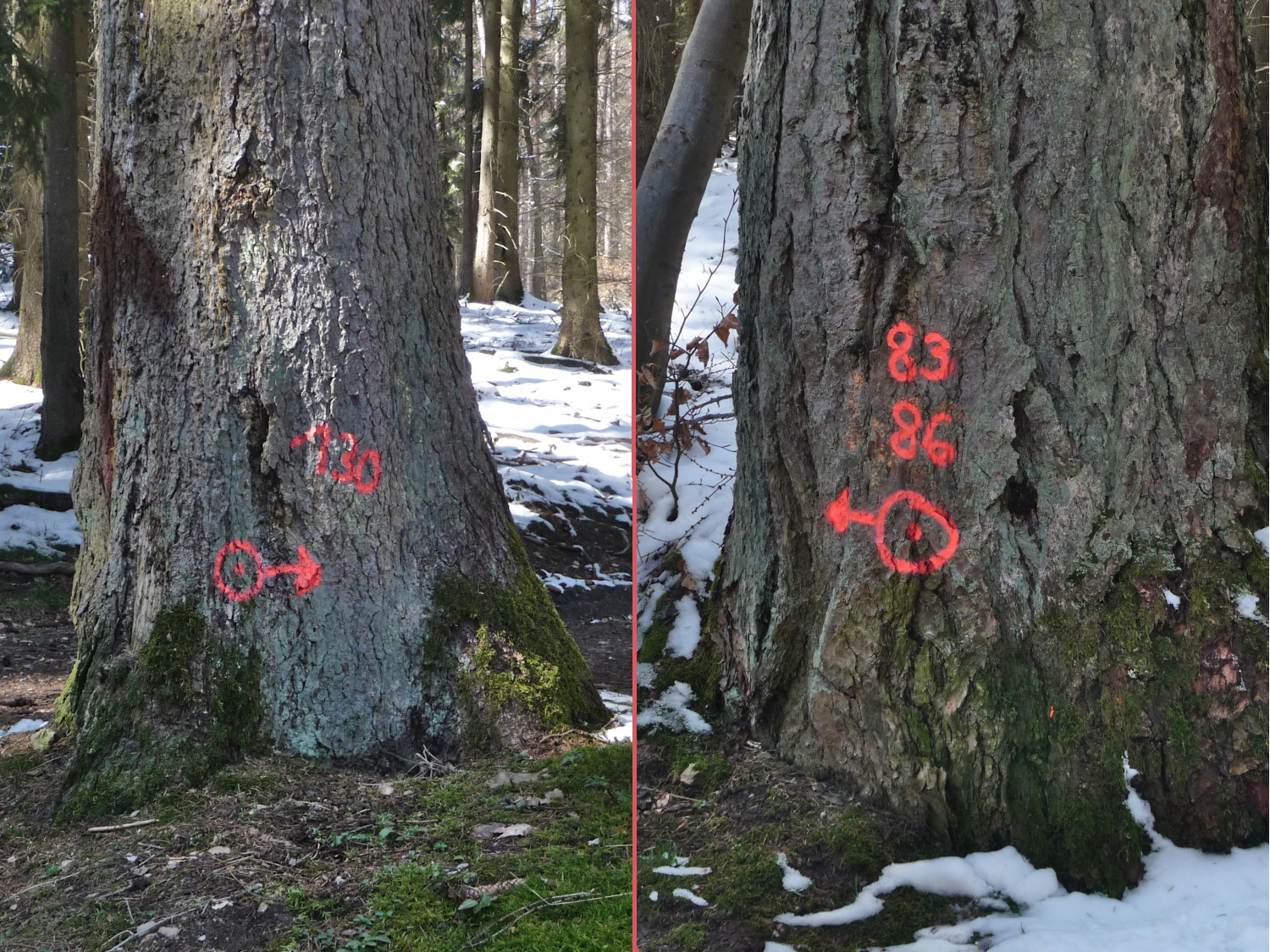 Rätselhafte Zeichen an den Baumstämmen auf der Goldgrube